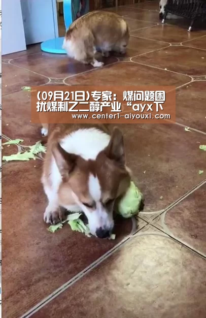 (09月21日)专家:煤问题困扰煤制乙二醇产业“ayx下载”(图2) 爱游戏app