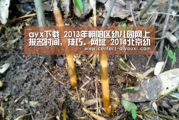 ayx下载_2013年朝阳区幼儿园网上报名时间、技巧、网址 2014北京幼儿园入园参考(图3) 体育手机端APP